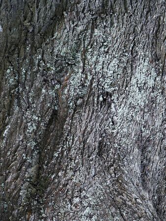 Natural texture of a bark of a treeの写真素材