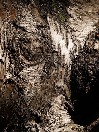 Natural texture of a bark of a tree