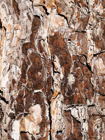 Natural texture of a bark of a treeの写真素材
