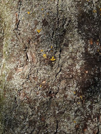 Natural texture of a bark of a treeの写真素材