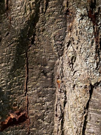Natural texture of a bark of a treeの写真素材