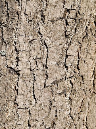 Natural texture of a bark of a treeの写真素材