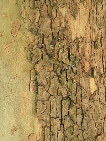 Natural texture of a bark of a treeの写真素材