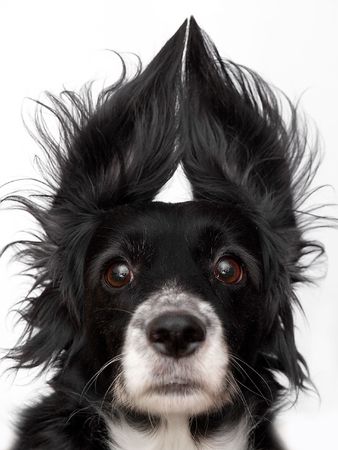 this is a black dog on a white backgroundの写真素材