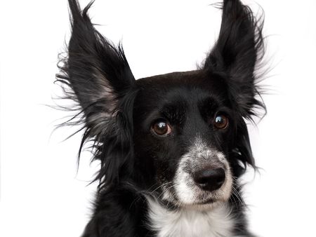 this is a black dog on a white backgroundの写真素材