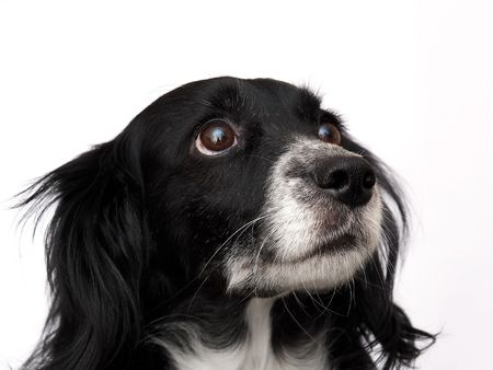 this is a black dog on a white backgroundの写真素材