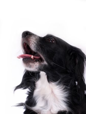 this is a black dog on a white backgroundの写真素材