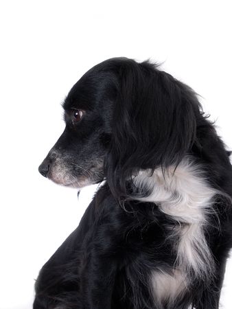 this is a black dog on a white backgroundの写真素材