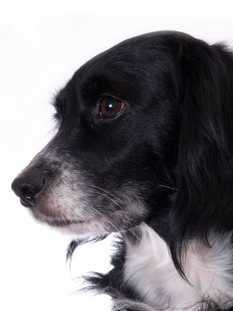 this is a black dog on a white backgroundの写真素材