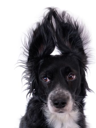 this is a black dog on a white backgroundの写真素材