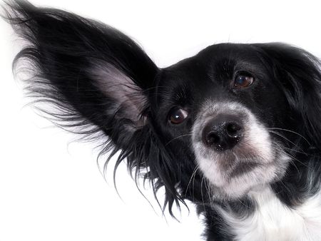 this is a black dog on a white backgroundの写真素材