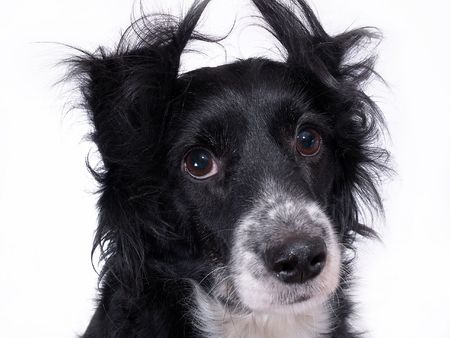 this is a black dog on a white backgroundの写真素材