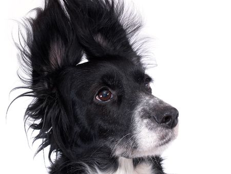 this is a black dog on a white backgroundの写真素材