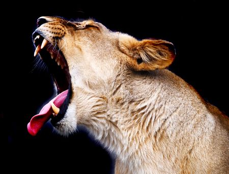 lionの写真素材