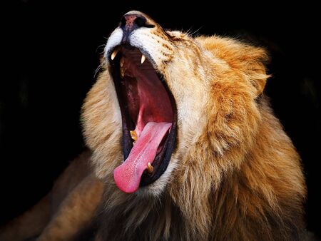 lionの写真素材