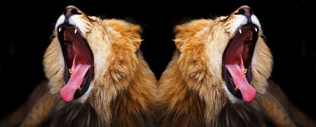 lionの写真素材
