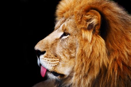 lionの写真素材