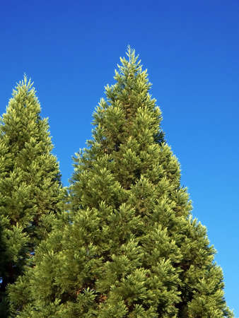 On this photo the New Year's wood texture, without a snow is shownの写真素材
