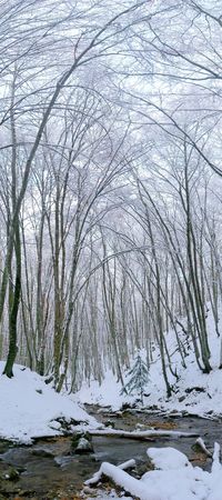 Snow wood on a background of mountainsの写真素材