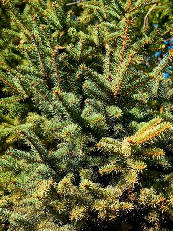 On this photo the New Year's wood, without a snow is shownの写真素材