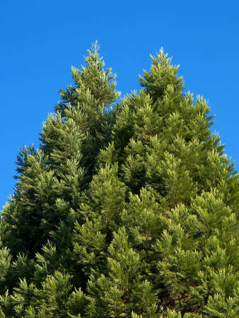 On this photo the New Year's wood, without a snow is shownの写真素材