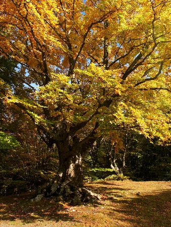 In this photo the beautiful autumn wood is shownの写真素材