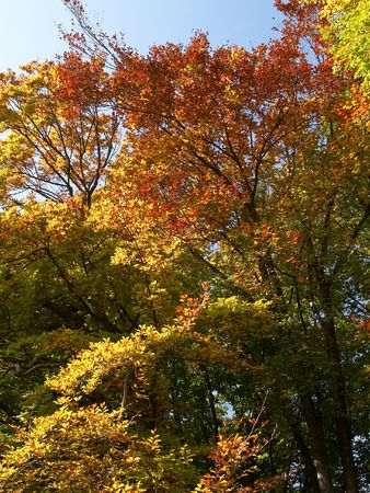 In this photo the beautiful autumn wood is shownの写真素材