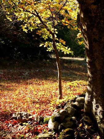 In this photo the beautiful autumn wood is shownの写真素材