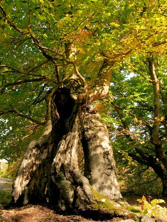 In this photo the beautiful autumn wood is shownの写真素材
