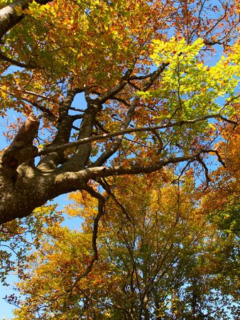 In this photo the beautiful autumn wood is shownの写真素材