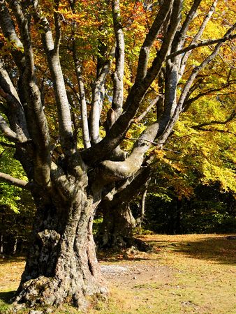 In this photo the beautiful autumn wood is shownの写真素材