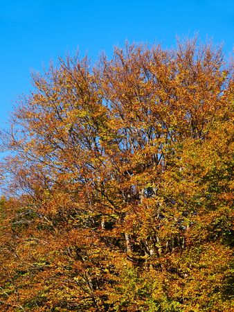 In this photo the beautiful autumn wood is shownの写真素材