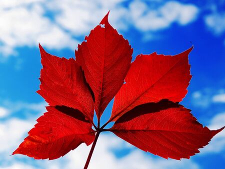 The person holds in a hand a leaf on a background of the cloudy skyの写真素材