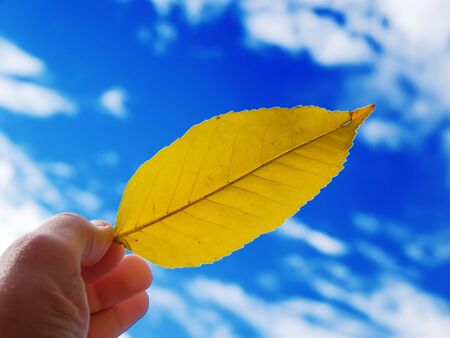 The person holds in a hand a leaf on a background of the cloudy skyの写真素材