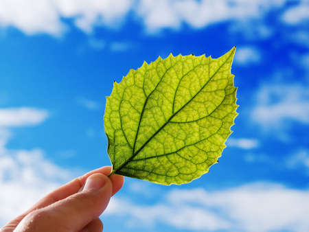 The person holds in a hand a leaf on a background of the cloudy skyの写真素材