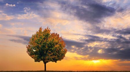 Autumn tree on a background of a beautiful declineの写真素材