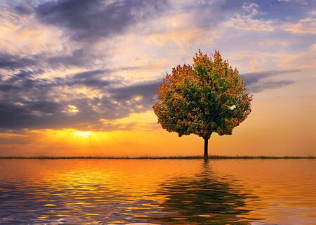 Autumn tree on a background of a beautiful declineの写真素材