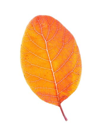 autumn leaves on a white backgroundの写真素材