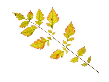 autumn leaves on a white backgroundの写真素材