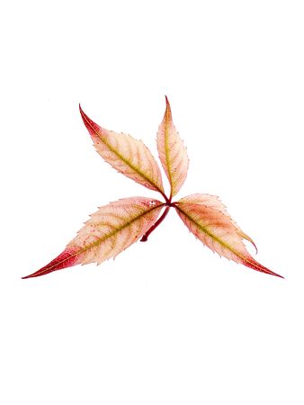 autumn leaves on a white backgroundの写真素材