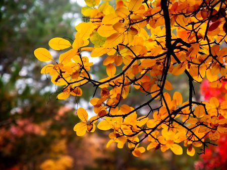 In this photo the beautiful autumn wood is shownの写真素材