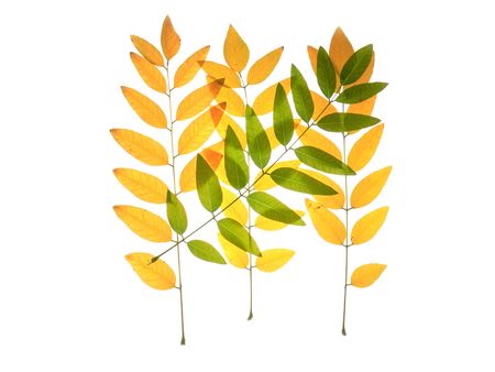 autumn leaves on a white background