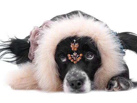 this is a black dog on a white backgroundの写真素材