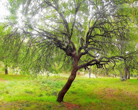 Autumn tree on a background of a beautiful declineの写真素材