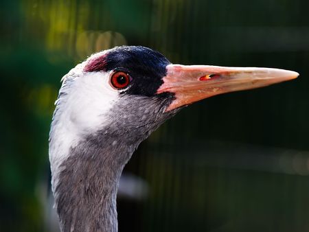 bird on a dark backgroundの写真素材