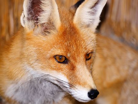 the red fox on a dark background