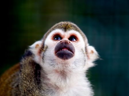 The lonely monkey on a dark backgroundの写真素材