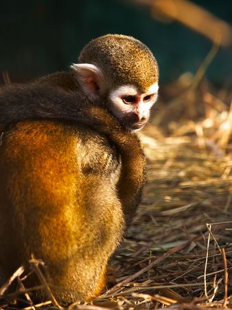 The lonely monkey on a dark backgroundの写真素材