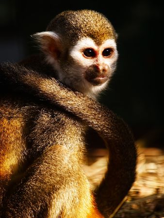 The lonely monkey on a dark backgroundの写真素材