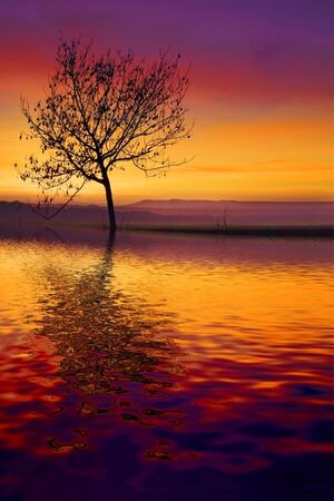 Lonely tree on a background of the skyの写真素材